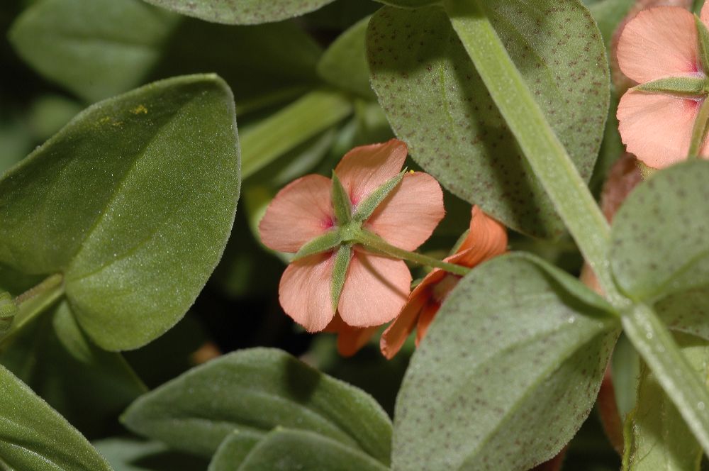 Primulaceae Anagallis arvensis