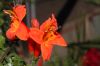 image of Tecomaria capensis