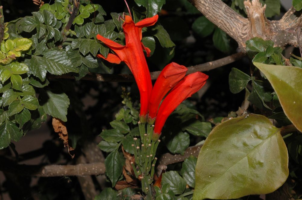 Bignoniaceae Tecomaria capensis