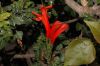 image of Tecomaria capensis