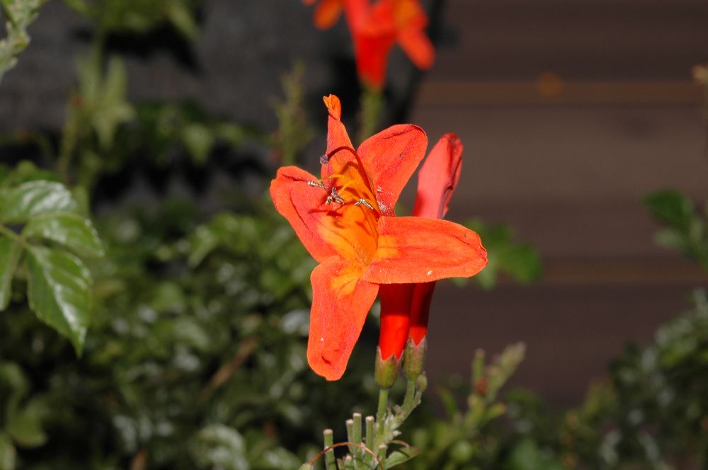Bignoniaceae Tecomaria capensis