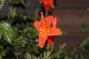image of Tecomaria capensis