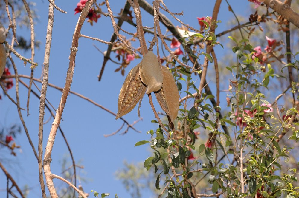 Sterculiaceae Brachychiton 