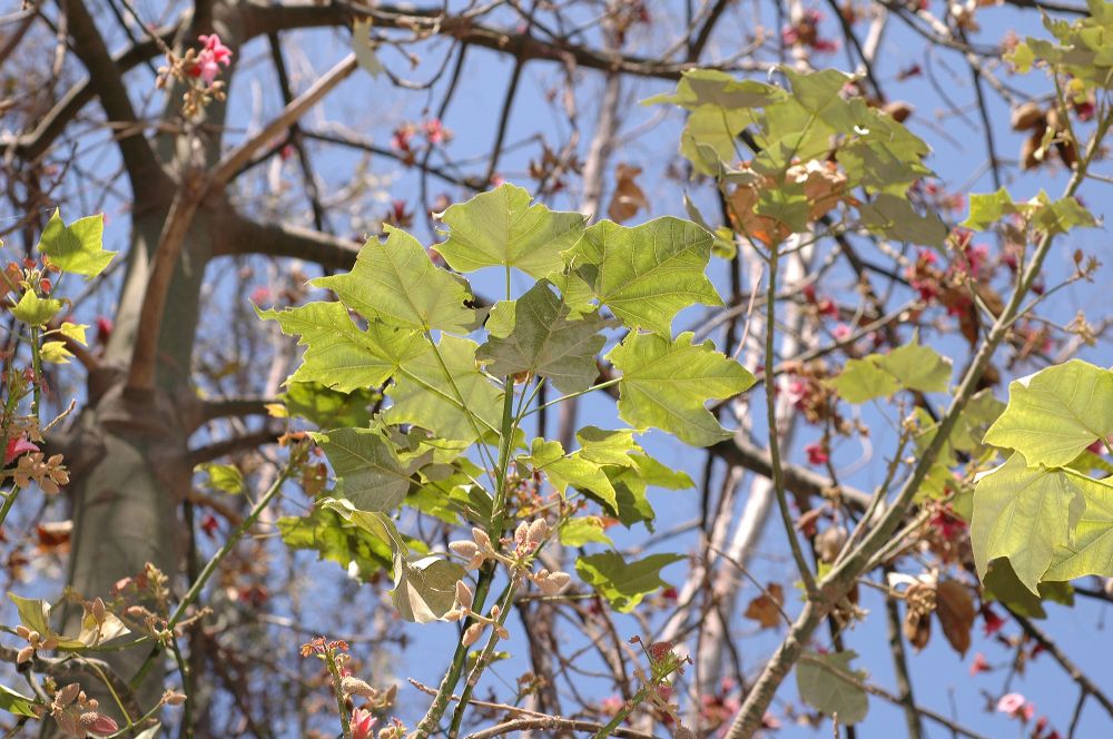 Sterculiaceae Brachychiton 