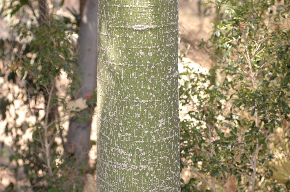 Sterculiaceae Brachychiton 