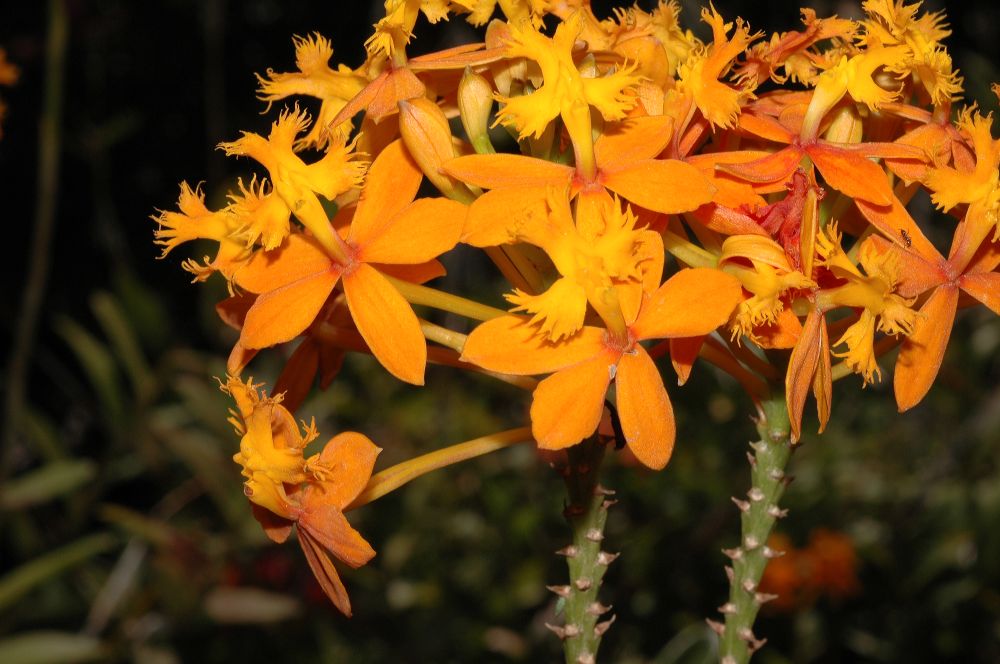 Orchidaceae Epidendrum 