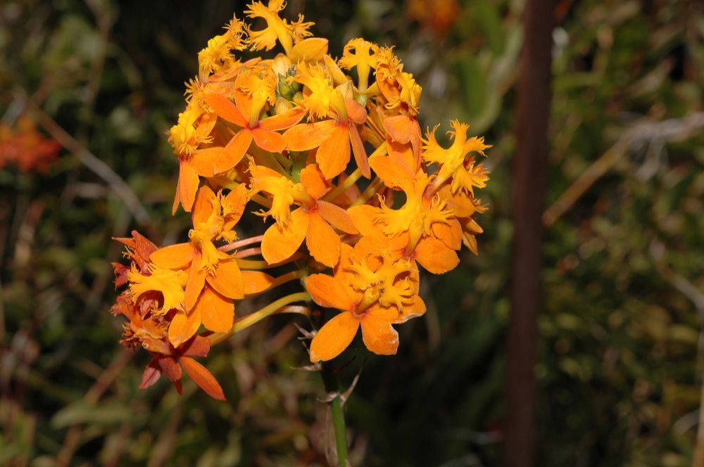 Orchidaceae Epidendrum 