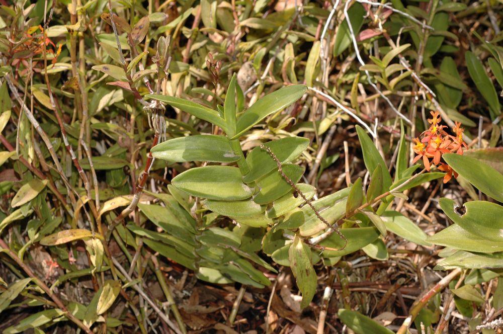 Orchidaceae Epidendrum 