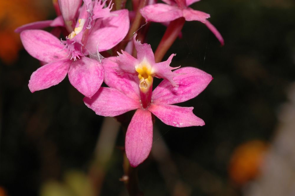 Orchidaceae Epidendrum 