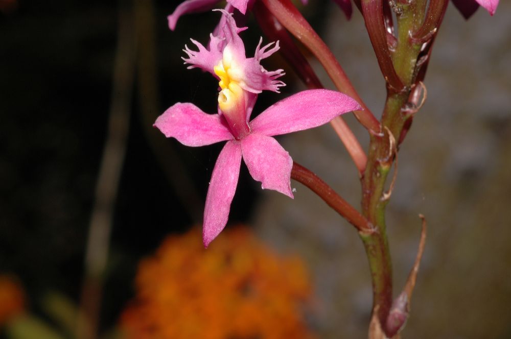 Orchidaceae Epidendrum 