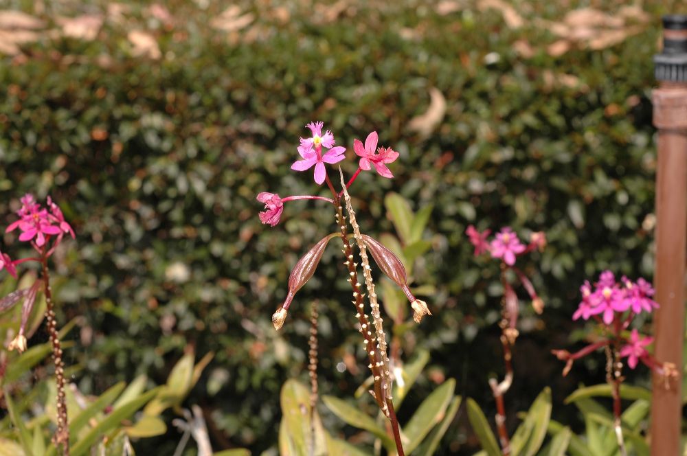 Orchidaceae Epidendrum 