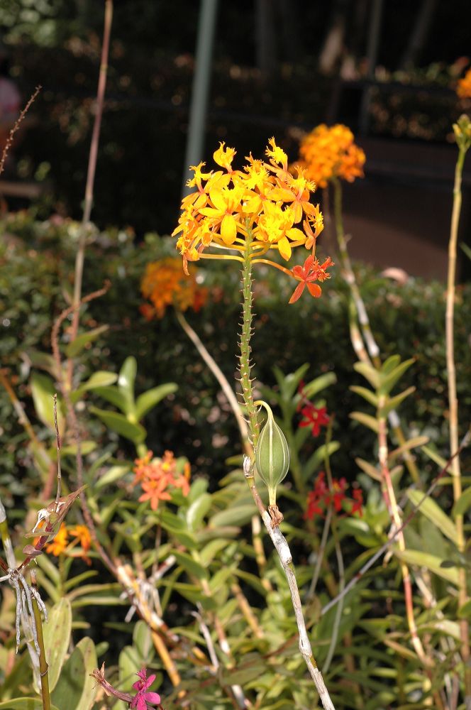 Orchidaceae Epidendrum 