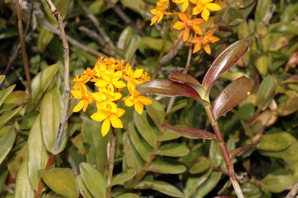 Orchidaceae Epidendrum 