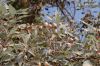 image of Eucalyptus ficifolius
