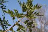 image of Kigelia pinnata