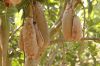 image of Kigelia pinnata