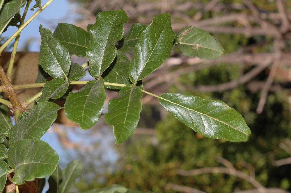 Bignoniaceae Kigelia pinnata