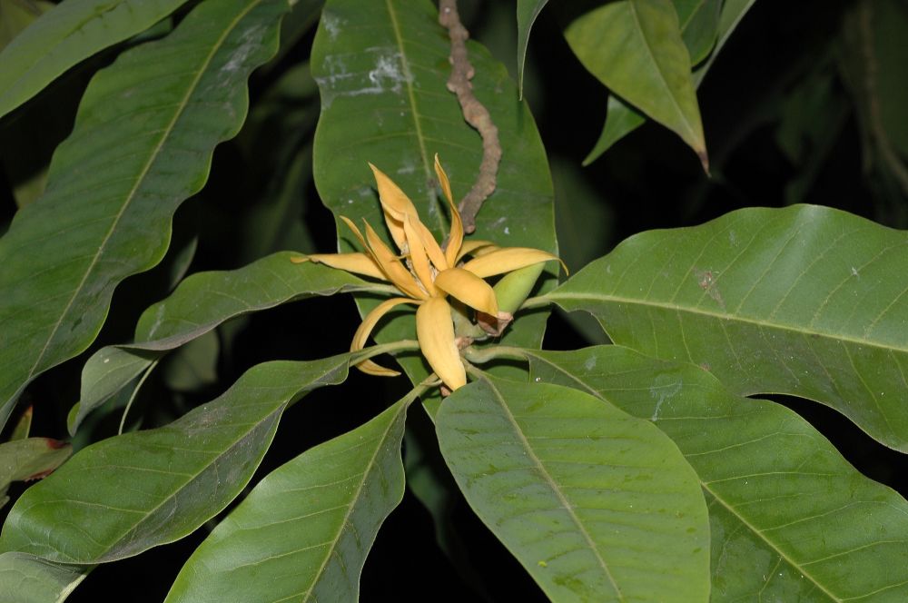 Magnoliaceae Michelia champaca