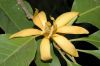 image of Michelia champaca
