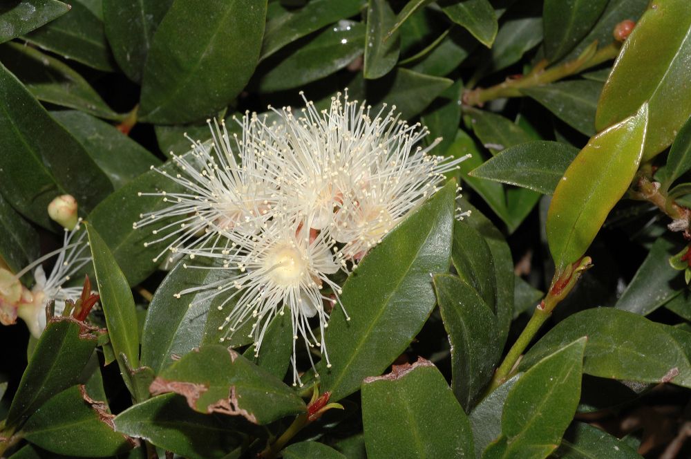 Myrtaceae Myrtus communis