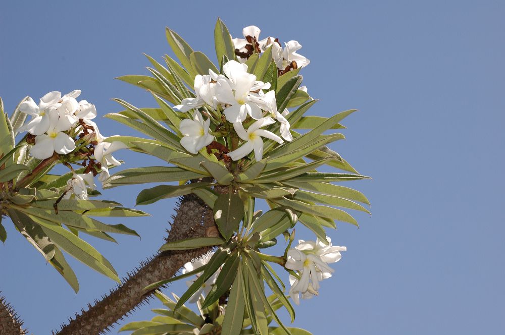 Apocynaceae Pachypodium 