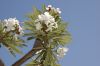 image of Pachypodium 