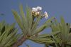 image of Pachypodium 
