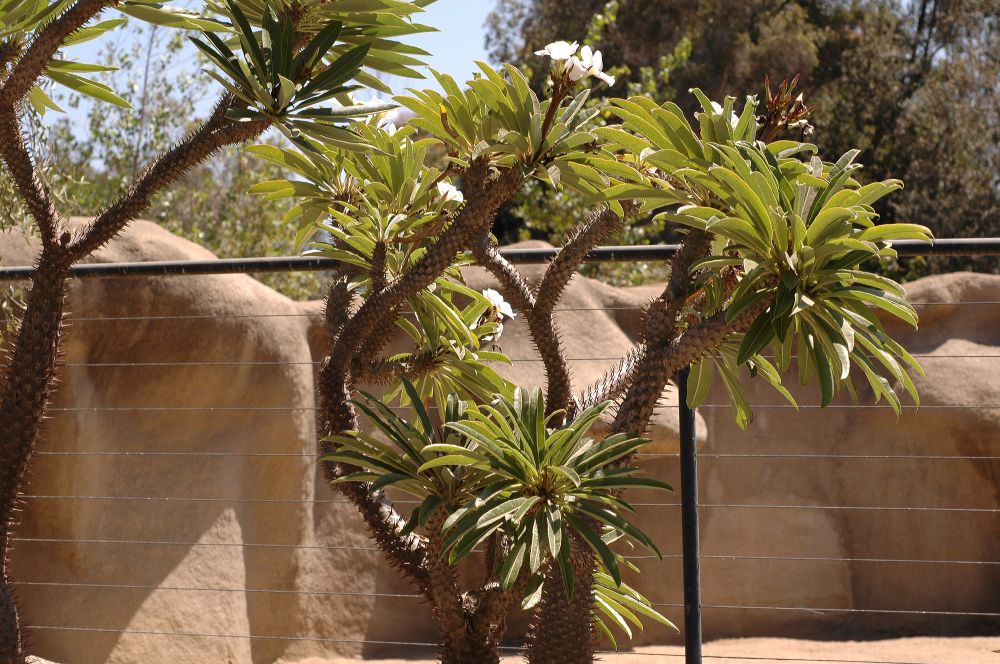 Apocynaceae Pachypodium 