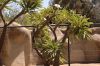 image of Pachypodium 
