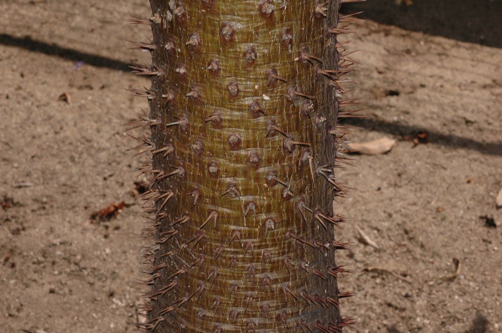 Apocynaceae Pachypodium 