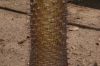 image of Pachypodium 