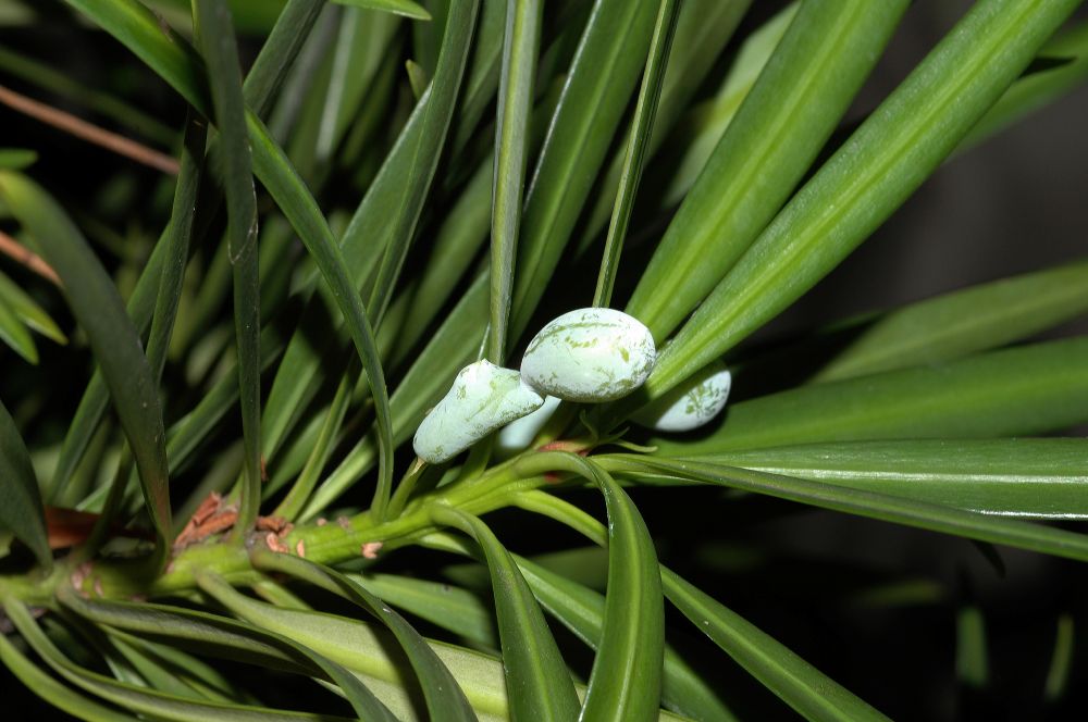Podocarpaceae Podocarpus macrophyllus