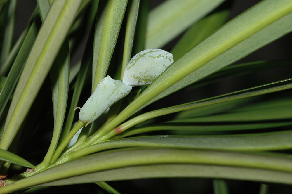 Podocarpaceae Podocarpus macrophyllus