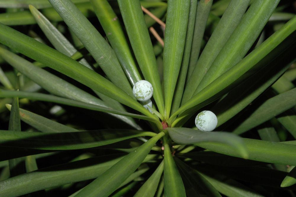 Podocarpaceae Podocarpus macrophyllus