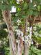 image of Lagerstroemia indica