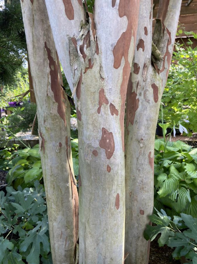 Lythraceae Lagerstroemia indica