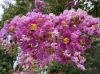image of Lagerstroemia indica