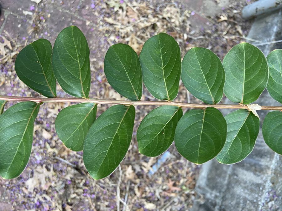 Lythraceae Lagerstroemia indica