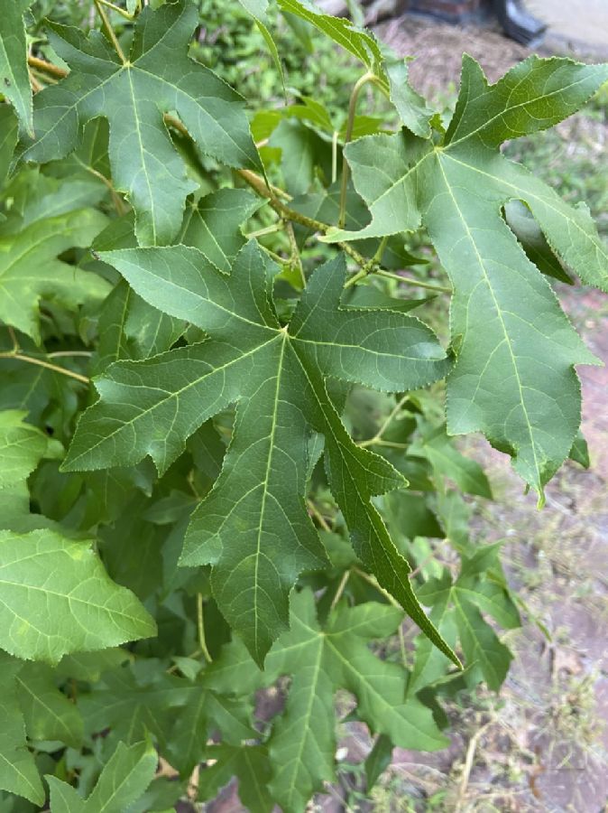Altingiaceae Liquidambar styraciflua
