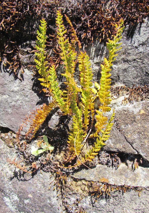 Woodsiaceae Woodsia montevidensis