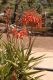 image of Aloe 