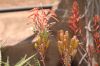 image of Aloe 