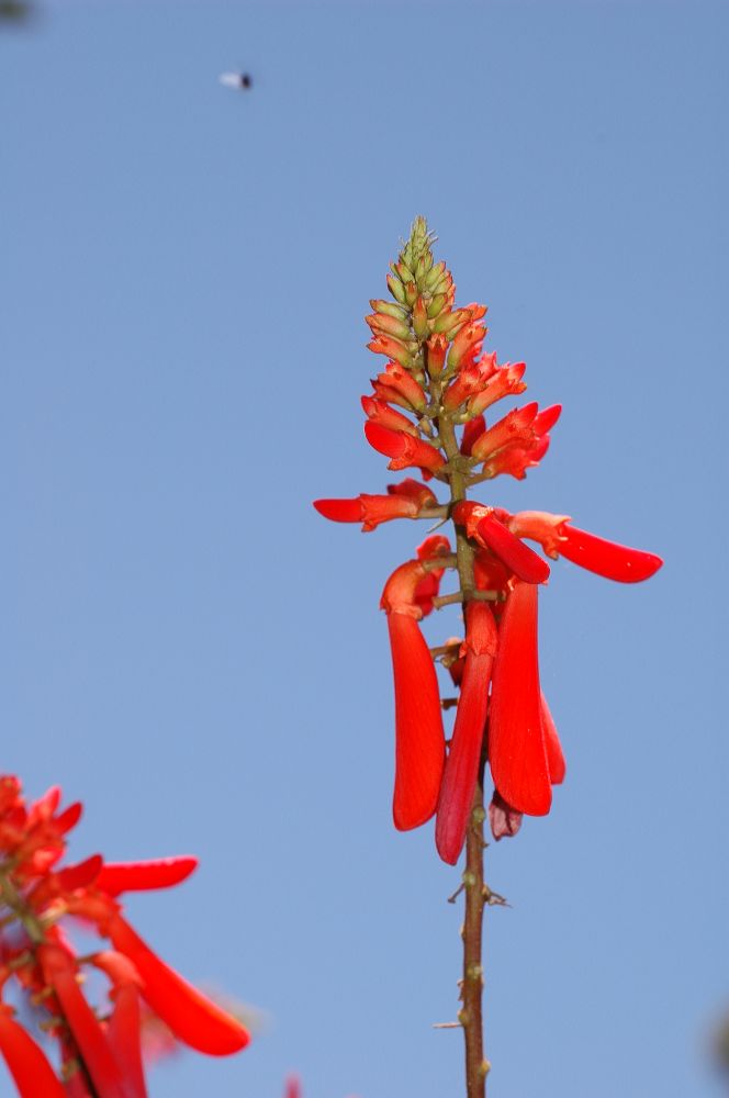 Fabaceae Erythrina 