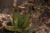 image of Aloe 