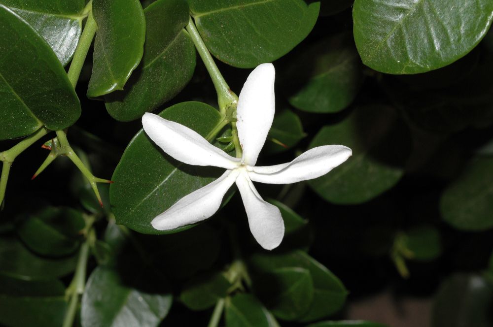Apocynaceae Carissa 
