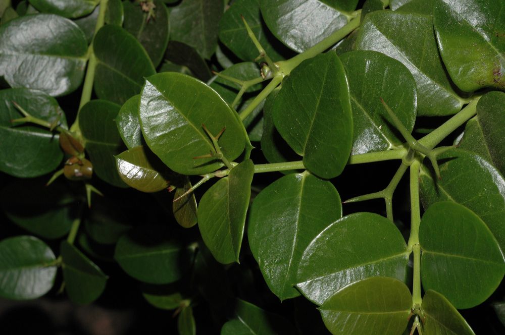Apocynaceae Carissa 