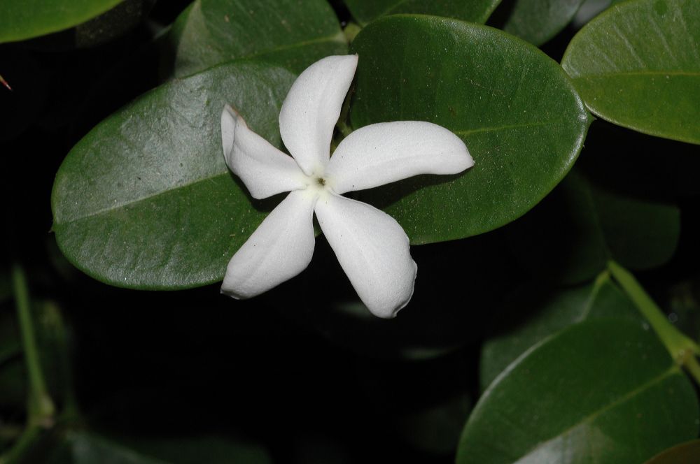 Apocynaceae Carissa 