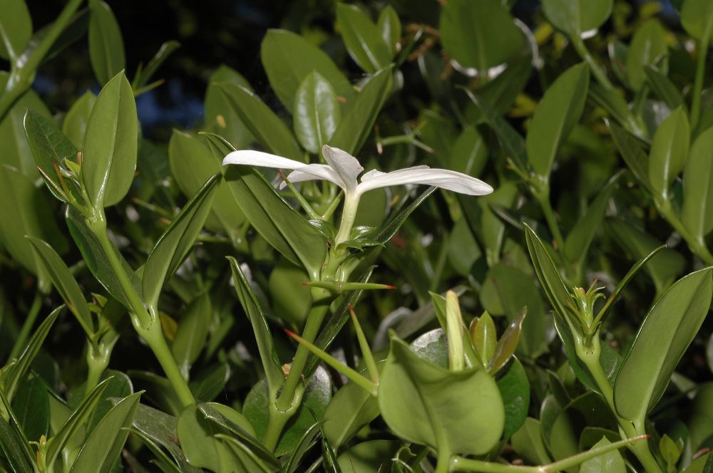 Apocynaceae Carissa 