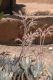 image of Cotyledon 