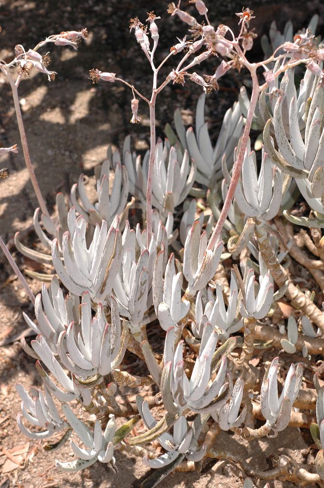 Crassulaceae Cotyledon 